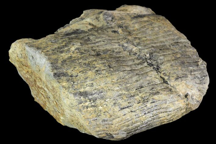 Pennsylvanian Fossil Calamites (Horsetail) - Alabama #112778